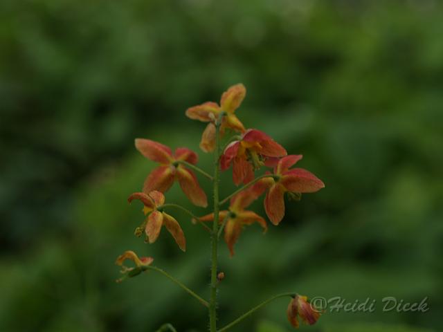 Epimedium Ellen Willmott.JPG